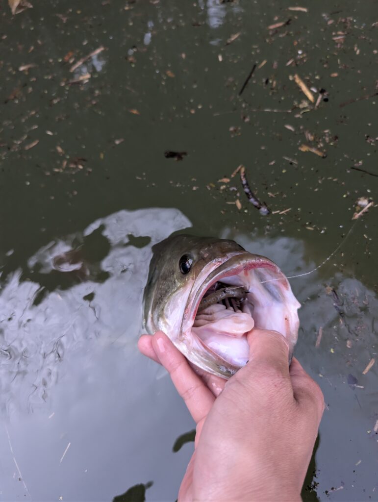 野村ダムで釣りあげたブラックバスの写真