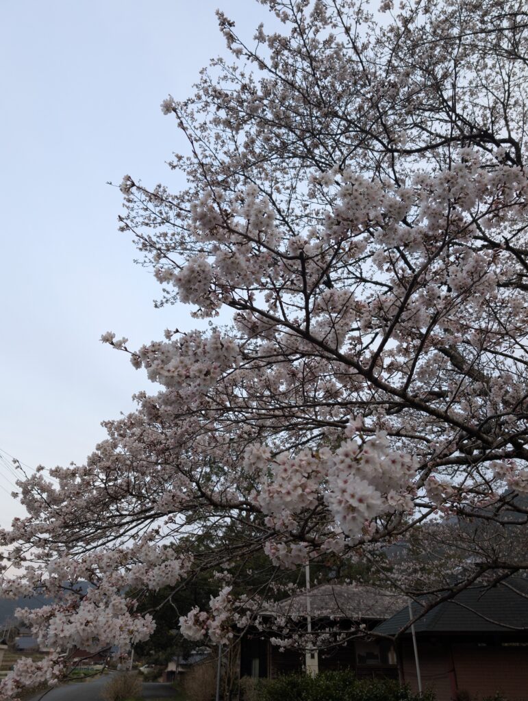 野村ダムにさく桜の写真